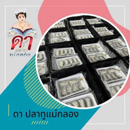 โรงงานนึ่งปลาทู - ขายส่งปลาทูแม่กลอง - ดาปลาทูแม่กลอง โรงงานนึ่งปลาทู - ขายส่งปลาทูแม่กลอง - ดาปลาทูแม่กลอง